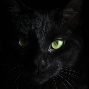 STUDENT EDITORIAL:  Should Shelters Give Special Consideration to Black Cats?